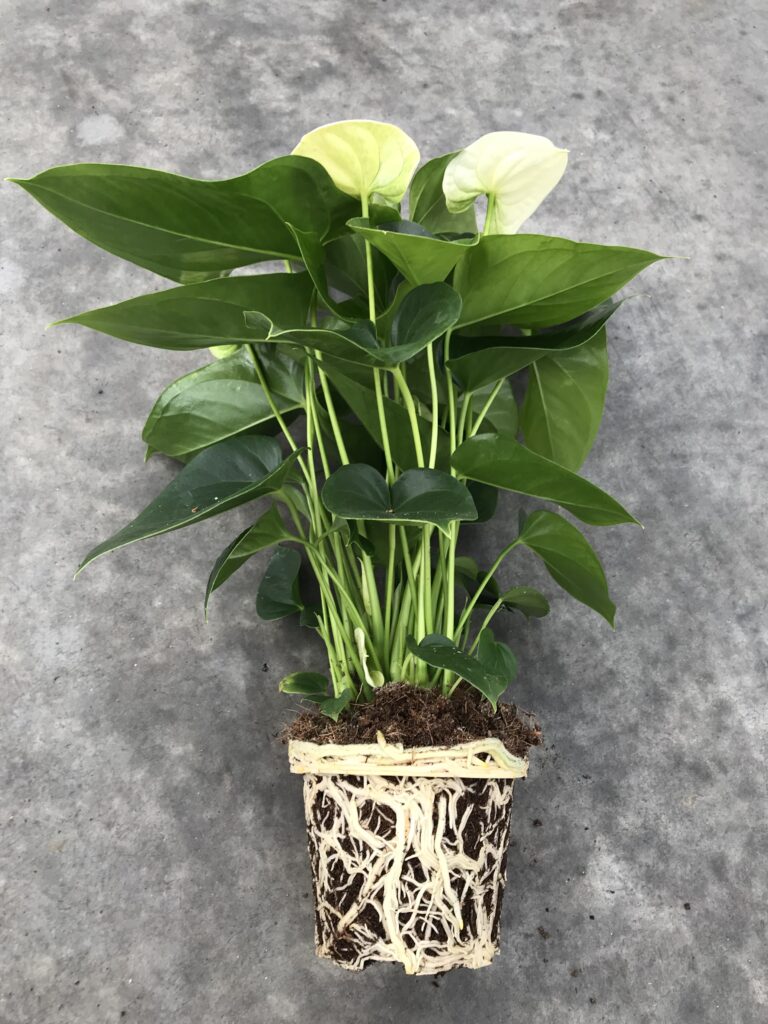 Substrate Anthurium pot plants