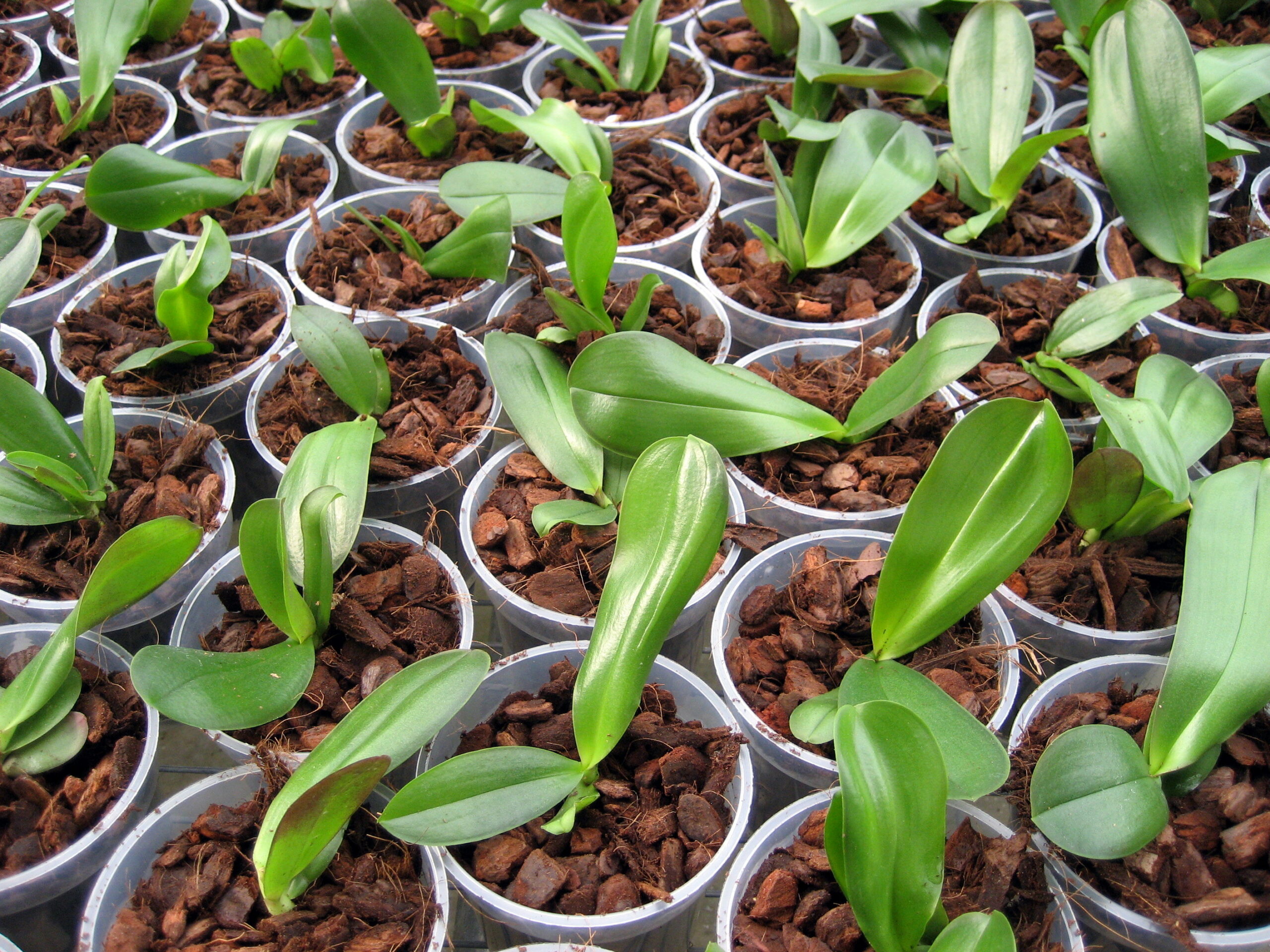Sostener Resignación Dependencia Sustrato Phalaenopsis - Anthura