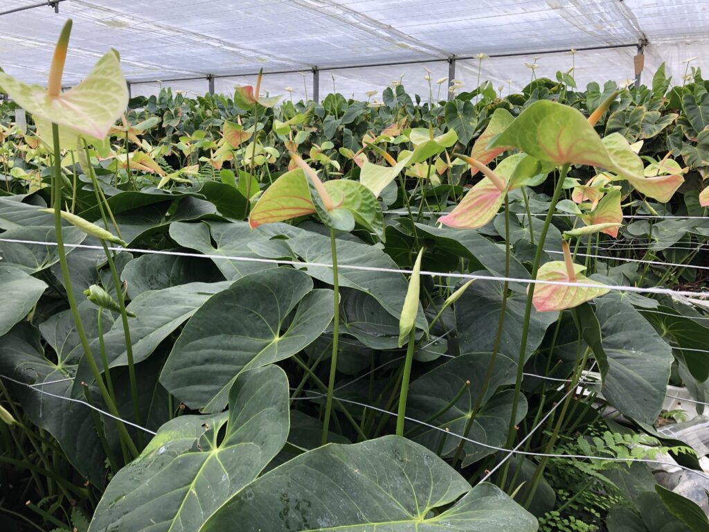 Control and direction of Anthurium cut flower crops