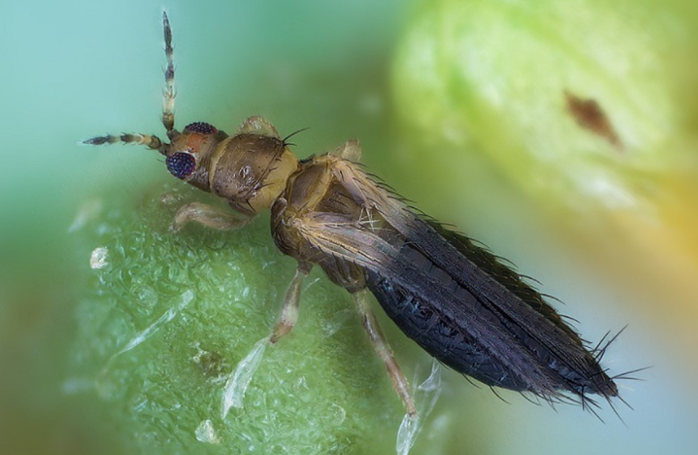 Scouting a difficult newcomer: tobacco thrips