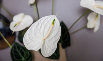 Graciosa represents long-term enjoyment of a fresh and stylish flower
