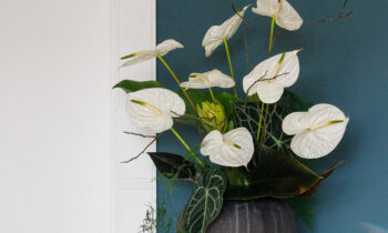 Graciosa represents long-term enjoyment of a fresh and stylish flower