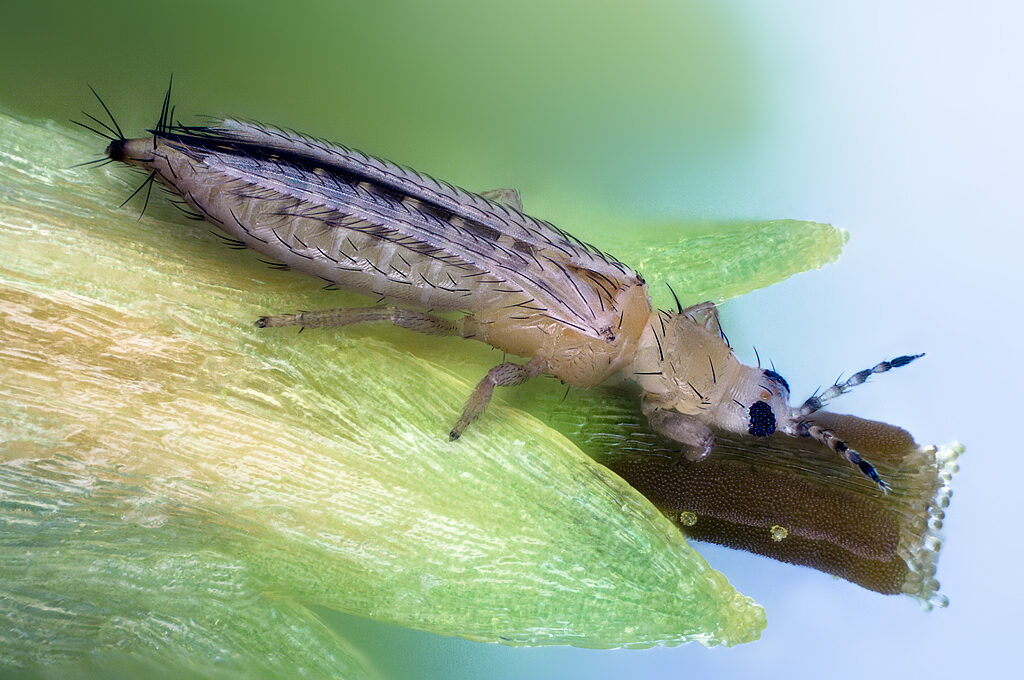 A more effective approach to thrips through proper identification