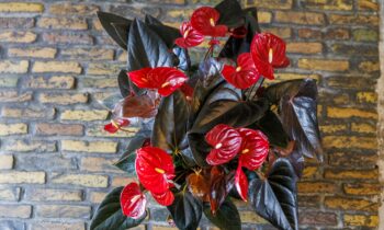 Delicata: 'a one-of-a-kind pot Anthurium’
