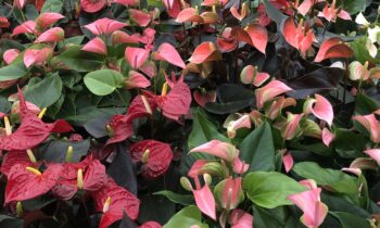 Excellent results for pot Anthuriums at 14°C in the retail phase