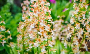 Todo aficionado a la jardinería debería contar con orquídeas de exterior resistentes al frío