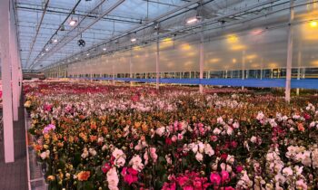 Positive experiences with leds in Phalaenopsis – winter 2022-2023