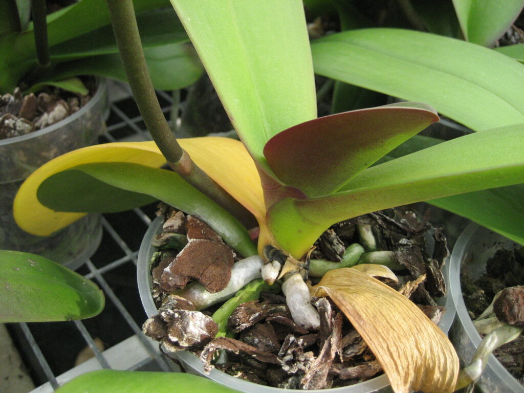 Toekomst van gewasbeschermingsmiddelen phalaenopsis